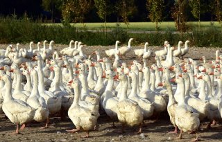 Forse krimp Hongaarse eenden- en ganzenstapel door vogelgriep
