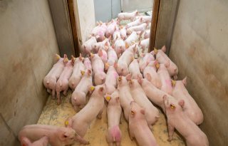 Aantal varkens in Noordrijn-Westfalen daalt naar 6,1 miljoen