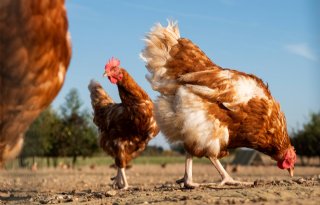 16 wekentermijn voor vrije uitloop geldt niet meer bij vogelgriep