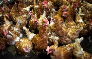 Negende uitbraak vogelgriep België in twee weken tijd