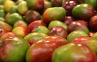 Fruithandelaar Roveg vreest tijdelijke stop handel met Rusland