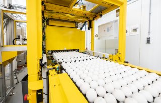 In Ovo haalt 34 miljoen euro op voor seksen eieren