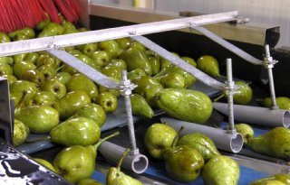 Export appels en peren ligt stil door oorlog in Oekraïne
