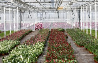 Intensievere inspectie op potplantenexport naar VK