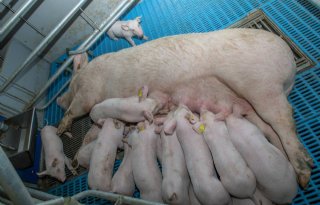 Duitse varkenshouders: draaicirkeleis vrijloopkraamhok willekeur