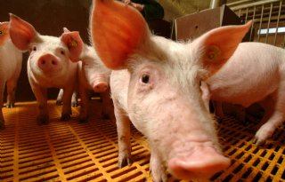 NVWA pakt mengen van varkens op slachterijen aan