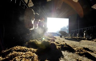 Rabobank: kosten melkveehouder stijgen harder dan opbrengst