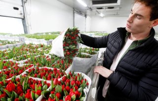 Oekraïense tulpen vinden 'onderdak' in ons land