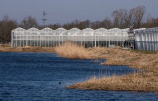 AWP Delfland: 'Meer controle op waterkwaliteit in kassengebied is noodzakelijk'