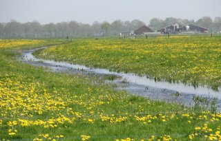 Kabinetsplannen voor verhoging grondwaterpeil in veenweide