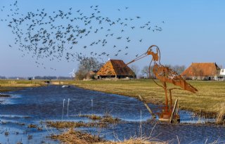 Voor behoud weidevogels in Midden-Friesland moet roer flink om