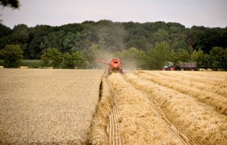 Duitsland oogst 1 procent meer tarwe dan vorig jaar