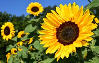 Zonnebloem blijft meest verkochte bloem in zomer