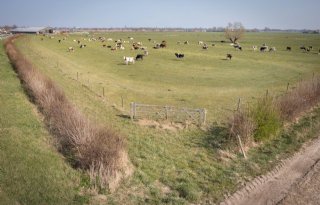 Boer loopt nog niet warm voor houtige landschapselementen