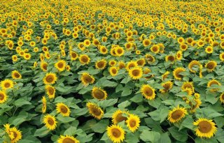 Amerikaanse boeren telen meer zonnebloemen door oorlog Oekraïne