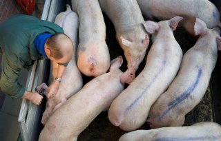 Grieks bedrijf getroffen door varkenspest