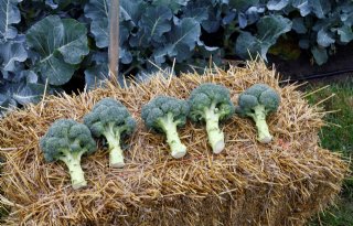 Teelt bloemkool en broccoli blijft groeien