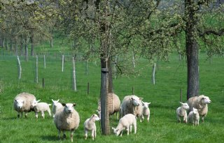 Dierenartsen: scheer schapen op tijd vanwege groene vlieg