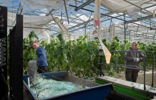 Windhoos treft drie tuinbouwbedrijven in Erica