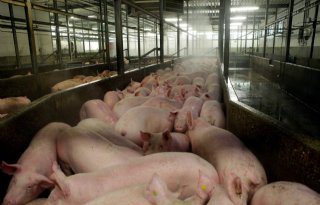 Vleessector scherpt gedragscode dierenwelzijn aan