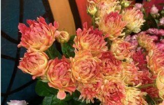 Bijzondere nieuwe rozen fleuren Rozenshow Keukenhof op