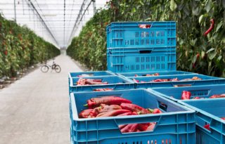 Belgische tuinbouwcoöperaties realiseren daling in productomzet