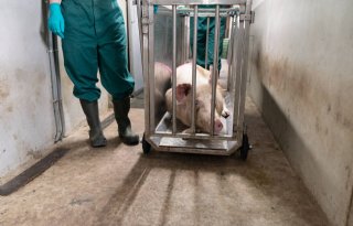 'Ziekenwagen' voor varkens valt in de prijzen