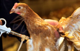 Vaccineren enige redmiddel tegen vogelgriep