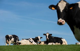 Nationaal Melkveecongres: hoe blijft de melkveehouder geld verdienen?