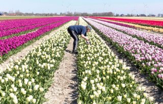 Onderzoek naar biologische gewasbescherming in tulpen krijgt vervolg