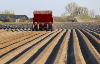 Aardappelareaal Vlaanderen stijgt 4,2 procent