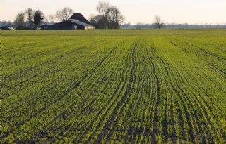 Belgische akkerbouwers verdubbelen oogst van zomergranen