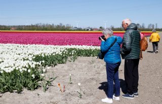 Organisatie Tulpenroute Flevoland verwacht topdrukte