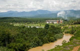 Indonesië verbiedt export palmolie in reactie op stijgende vraag