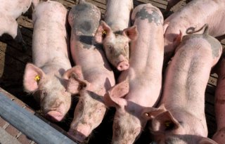 Duitse markt nadelig voor afzet Nederlandse biologische varkens