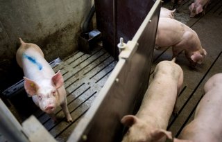 Ziekenboeg op varkensbedrijven is vaak niet schoon genoeg