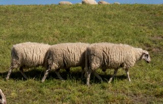 Dierenarts Reinard Everts: 'Scheer je schapen nu niet'