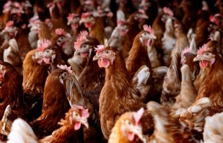 Vogelgriep uitgebroken op Belgisch vermeerderingsbedrijf