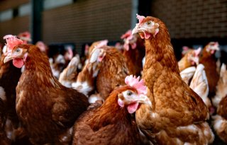 5 vragen over vaccineren tegen vogelgriep