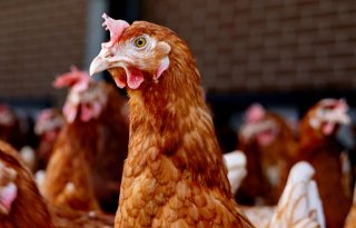 Gemeenteraad Barneveld wil alternatief preventief ruimen bij vogelgriep