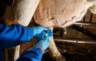 NVWA controleert melkveehouders die veel droogzetters gebruiken