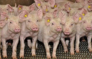 Duitse varkenshouders kan tijdelijk stoppen met welzijnsprogramma