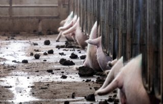 Zonder derogatie gaan afzetkosten voor varkenshouders omhoog