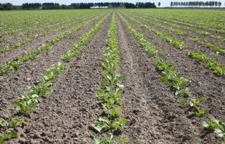 Bietentelers in Groningen en Zeeland op voorsprong met zaaien