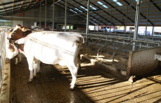 5 vragen over uitfaseren emissiefactoren rundveestalvloeren