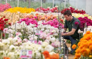 Monarch Flowers brengt exclusieve snijbloemen op de markt