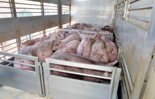 5 vragen over levend wegen van varkens voor ze naar slachterij gaan