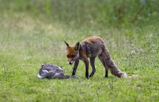 'Niemand wint bij verbod vossenjacht'