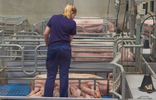 Varkensspecialist Van Sleuwen: contact met consument belangrijk