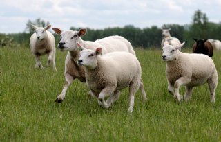 25 biologische schapenhouders in keten Groene Weg